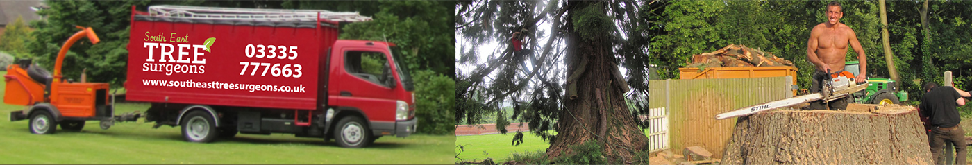 Tree Pruning Company Guildford